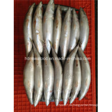 Frische W / R Frozen Mackerel Fisch für den Markt